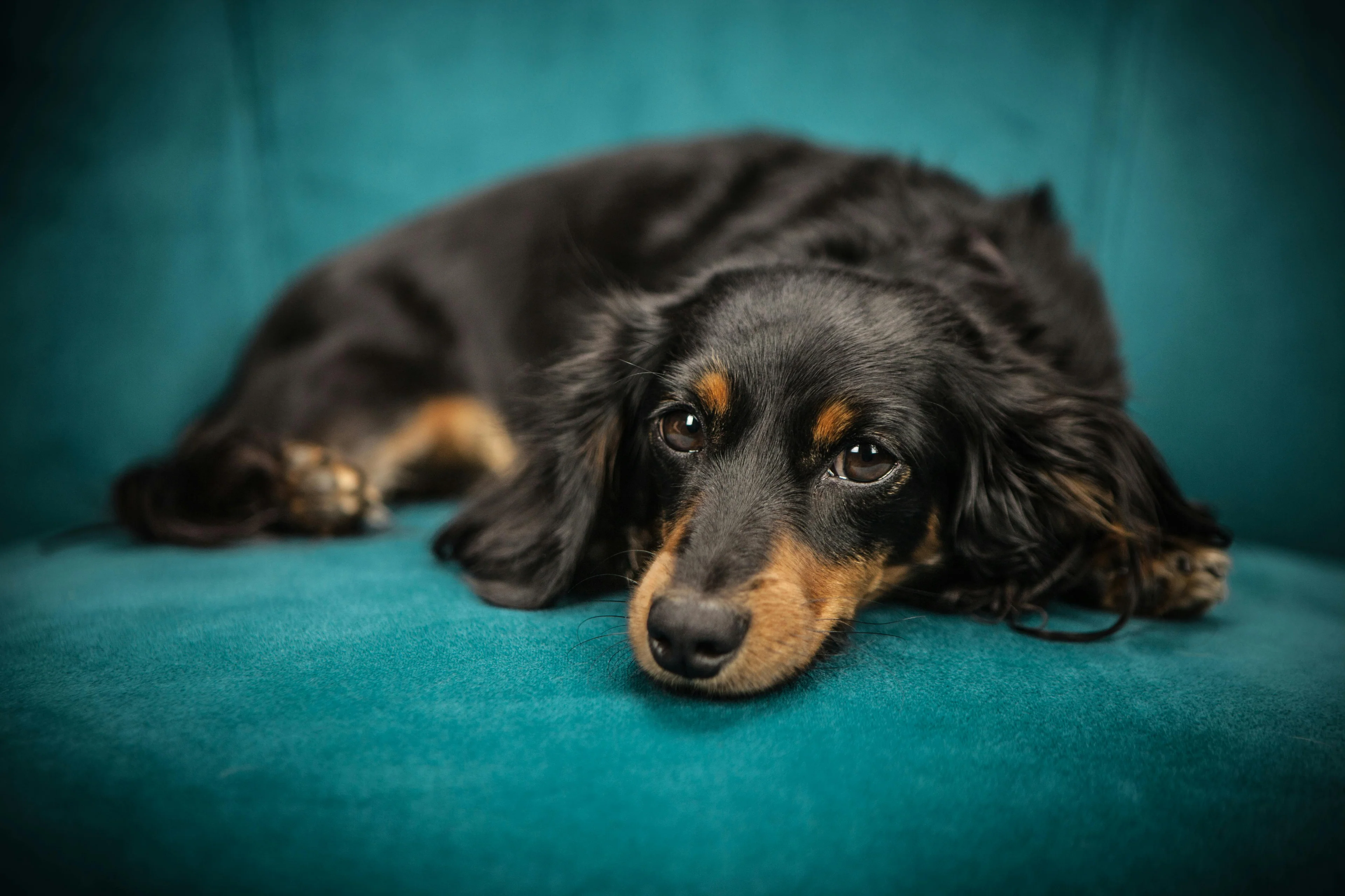 Nourishing Your Pet Naturally